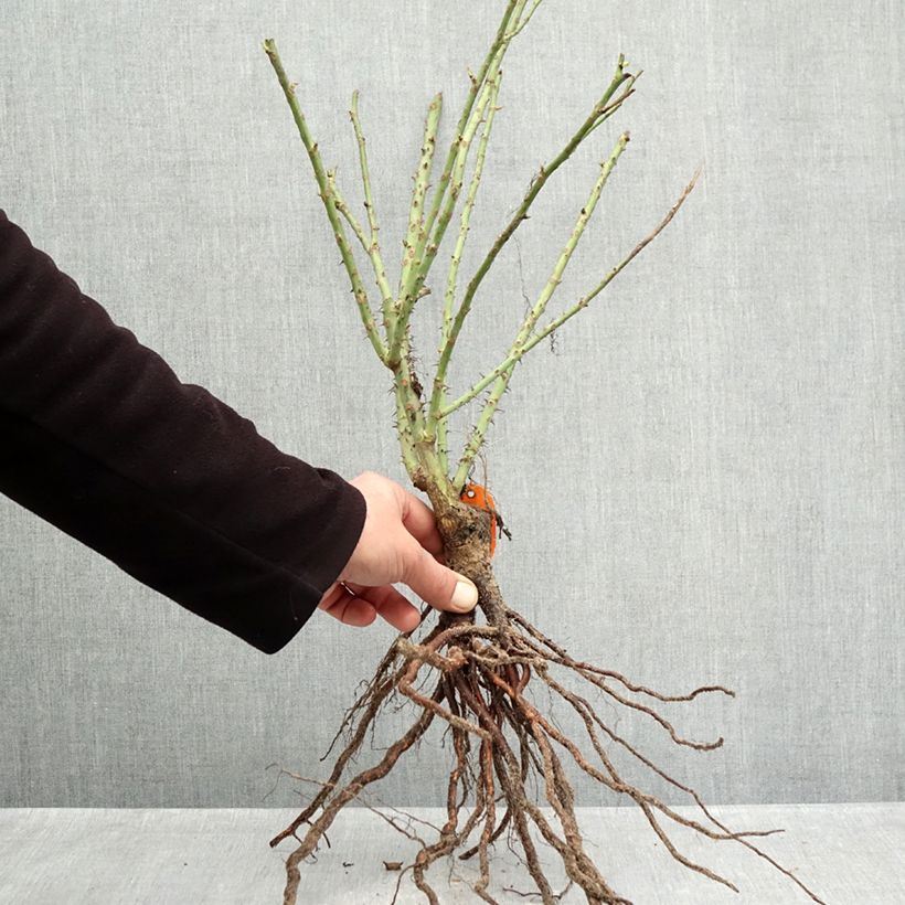 Rosal Bluebell Raíces desnudas Ejemplar entregado en invierno