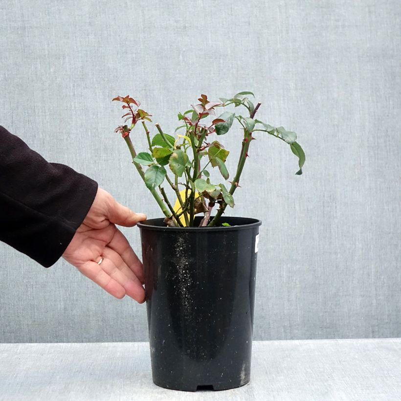 Ejemplar de Rosal Bordeaux Maceta 4L/5L entregado en otoño