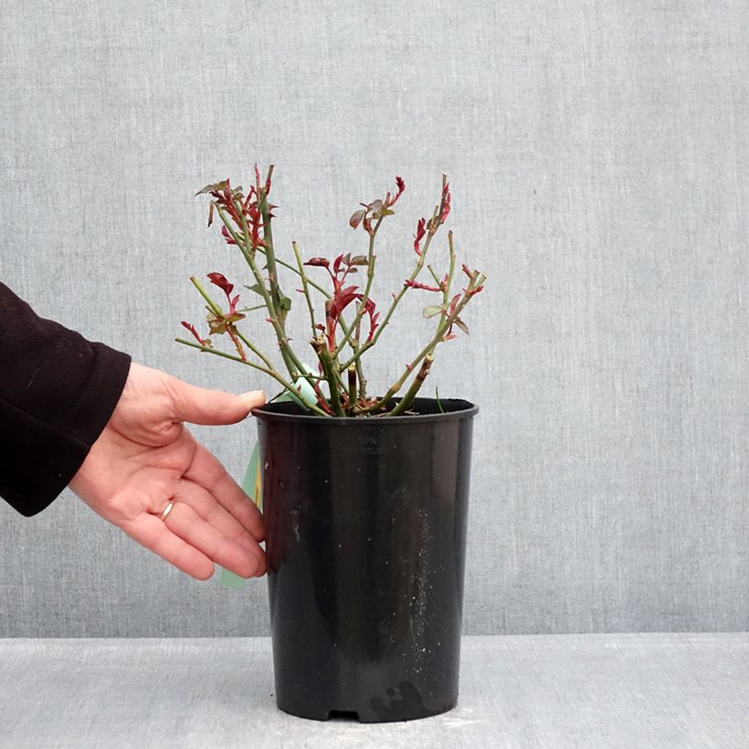 Rosal Bordeaux Maceta 4L/5L Ejemplar entregado en invierno