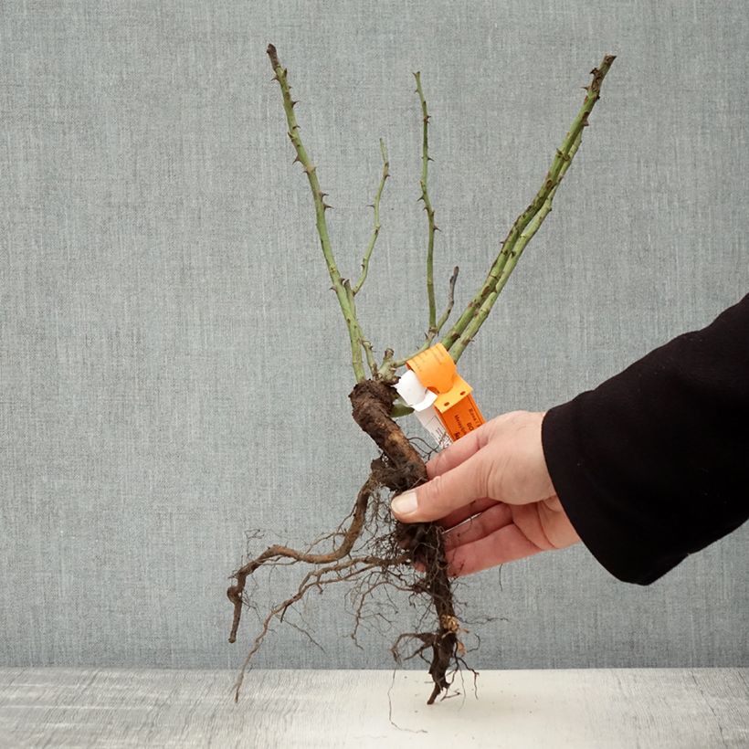 Rosal Botticelli Raíces desnudas Ejemplar entregado en invierno