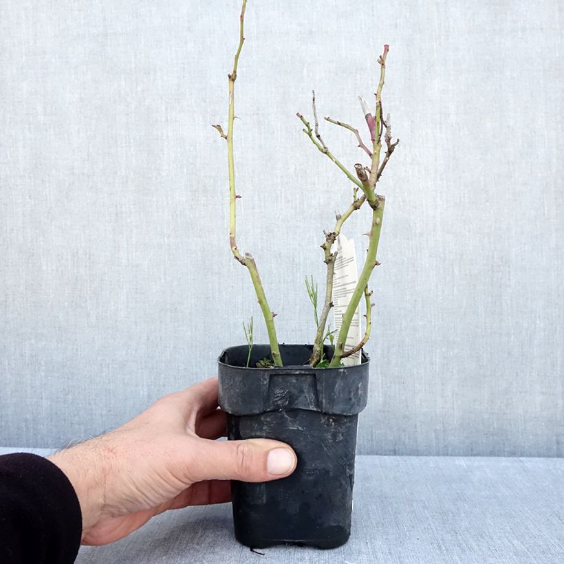 Ejemplar de Rosal Botticelli Maceta de 10 cm/11 cm entregado en otoño