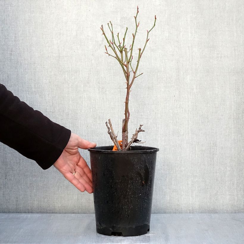 Rosal Botticelli Maceta 4L/5L Ejemplar entregado en invierno