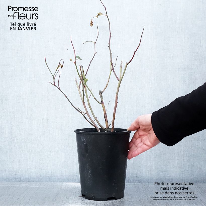 Rosal Caroline's Heart Maceta 4L/5L Ejemplar entregado en invierno