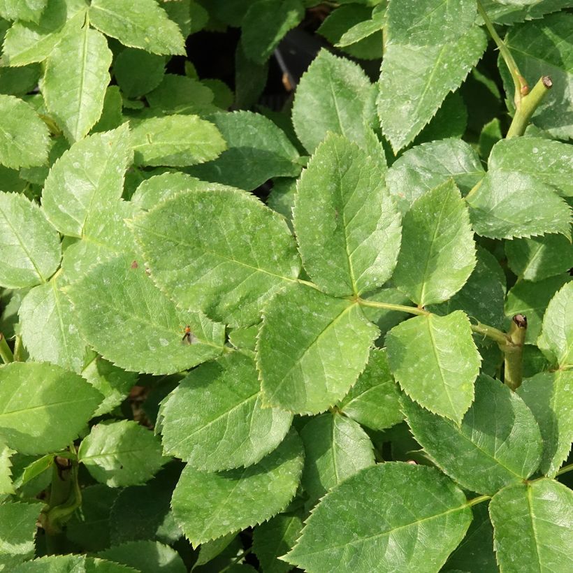 Rosal Carte d'Or (Follaje)