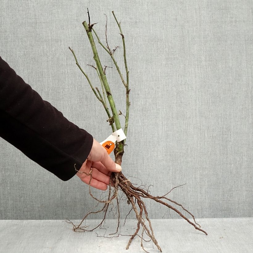 Rosal Carte d'Or Raíces desnudas Ejemplar entregado en invierno