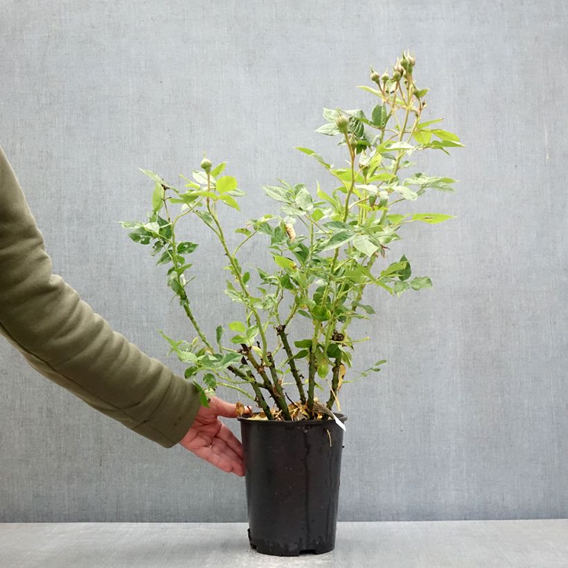Rosal Catherine Meurisse Maceta 4L/5L Ejemplar entregado en la primavera