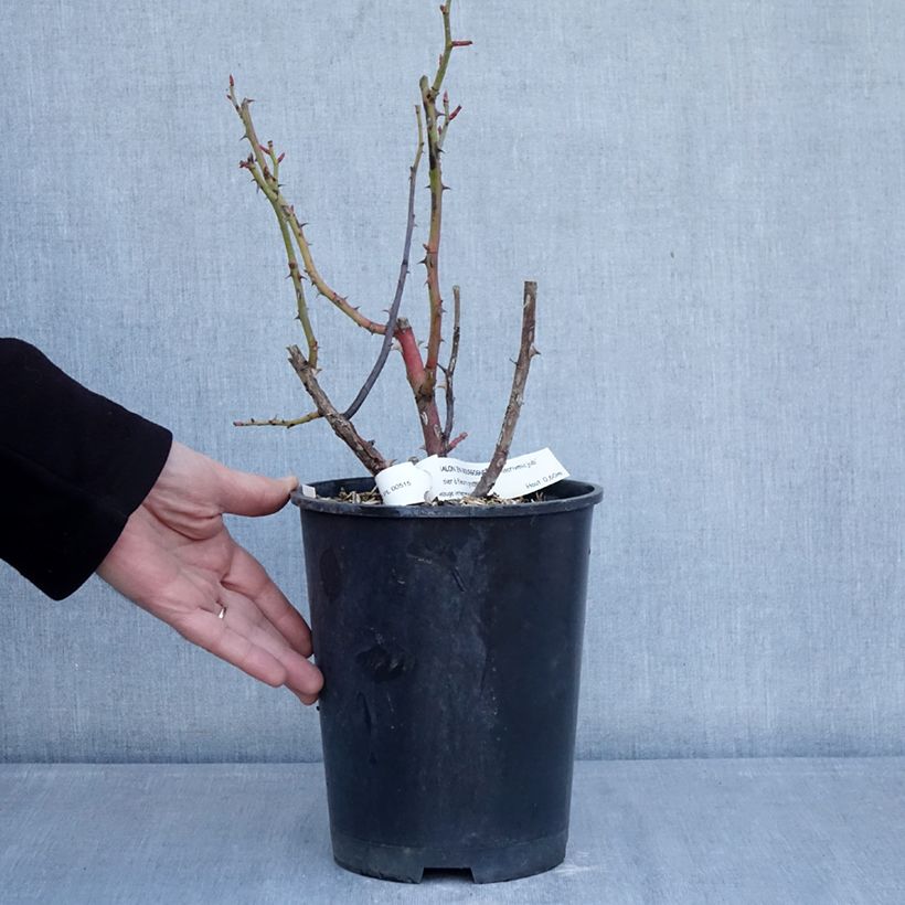 Rosal Chalon en Bourgogne Maceta 4L/5L Ejemplar entregado en invierno