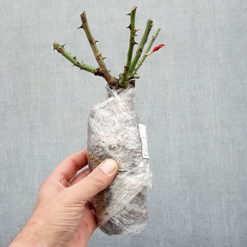 Rosal Chalon en Bourgogne Raíces desnudas Ejemplar entregado en invierno