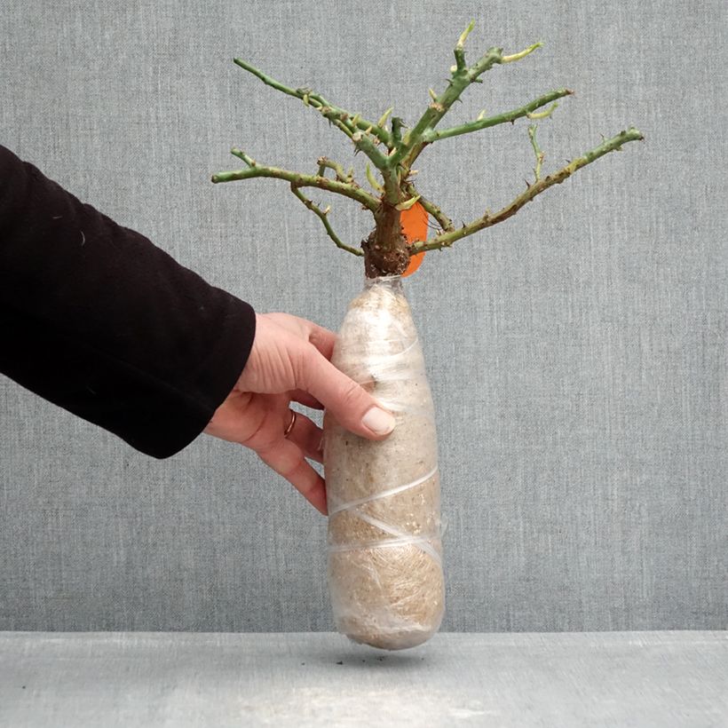 Rosal Charles Aznavour Raíz desnuda Ejemplar entregado en invierno