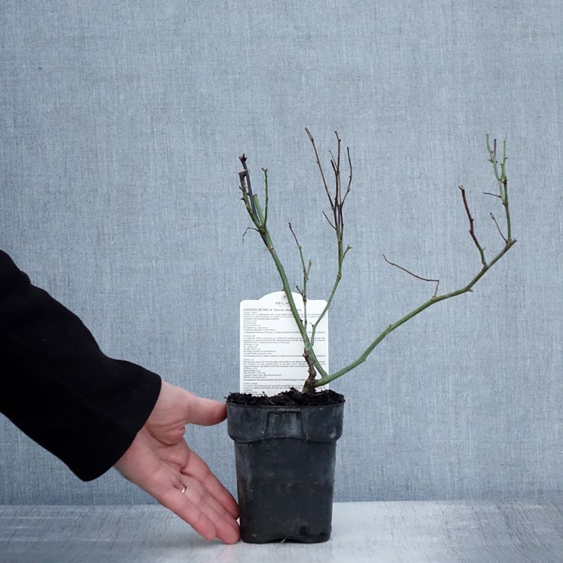 Rosal polyantha Cherry Bonica Maceta de 10 cm/11 cm Ejemplar entregado en invierno