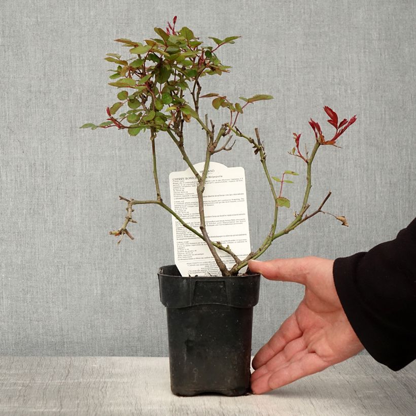 Rosal polyantha Cherry Bonica Maceta de 10 cm/11 cm Ejemplar entregado en la primavera