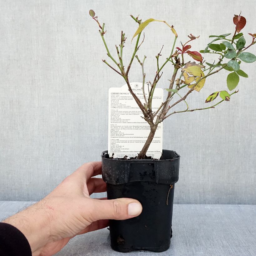 Ejemplar de Rosal polyantha Cherry Bonica Maceta de 10 cm/11 cm entregado en otoño