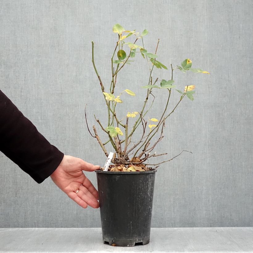 Ejemplar de Rosal polyantha Cherry Bonica Maceta 4L/5L entregado en otoño