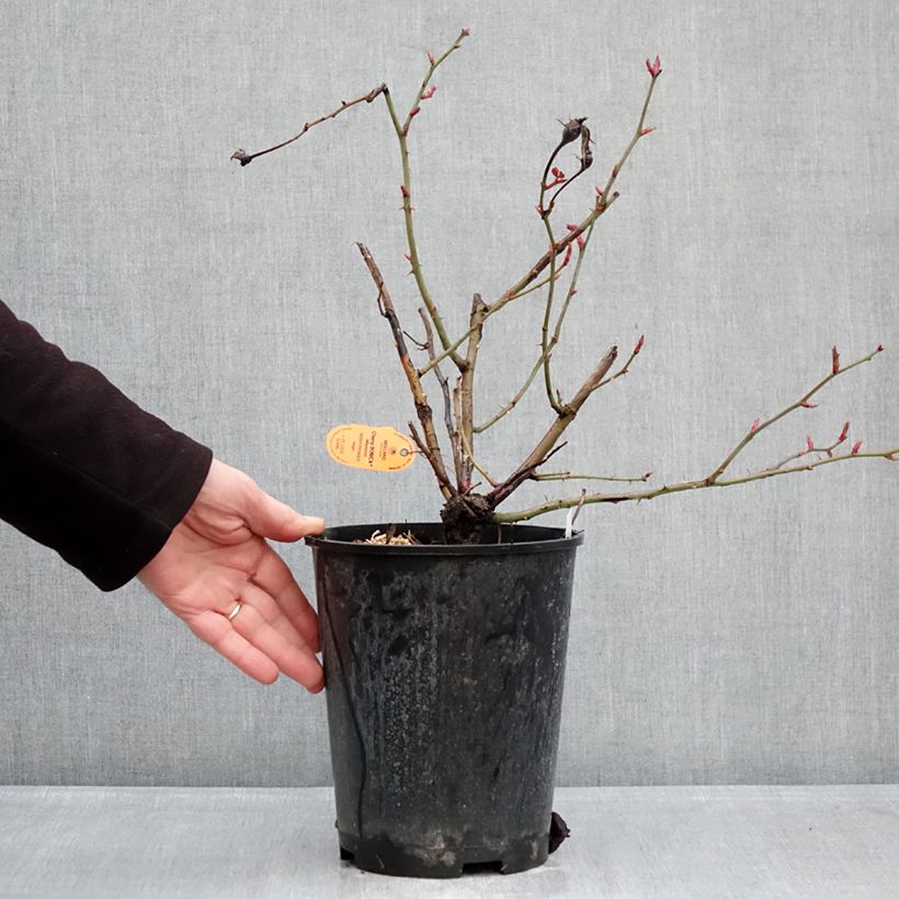 Rosal polyantha Cherry Bonica Maceta 4L/5L Ejemplar entregado en invierno