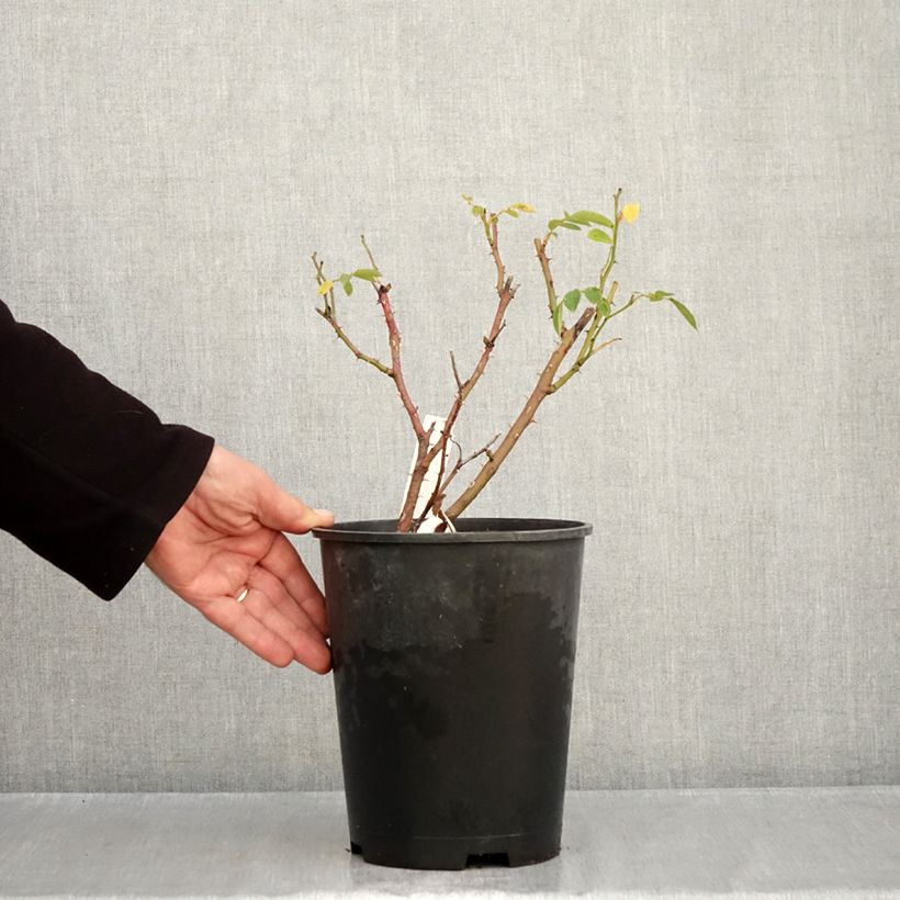 Ejemplar de Rosal Comtesse André d'Oultremont Maceta 4L/5L entregado en otoño