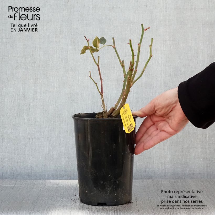 Rosal Fantasia Coral Lions-Rose Maceta 3L/4L Ejemplar entregado en invierno