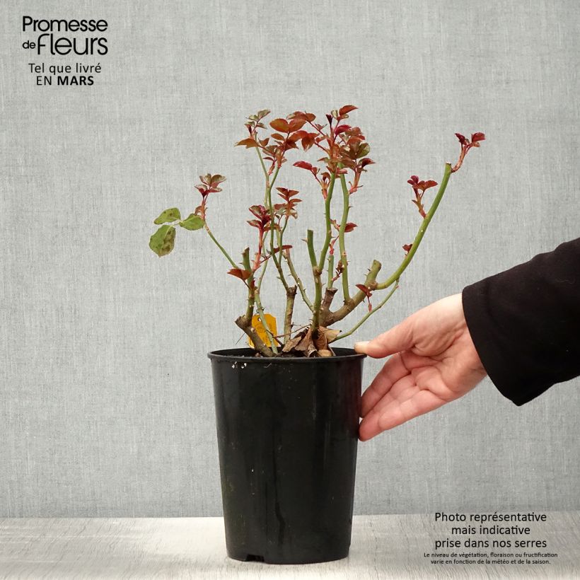 Rosal Fantasia Coral Lions-Rose Maceta 3L/4L Ejemplar entregado en la primavera