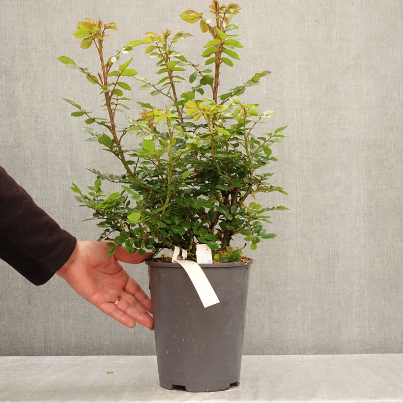 Rosal Don Pacello Maceta 4L/5L Ejemplar entregado en la primavera
