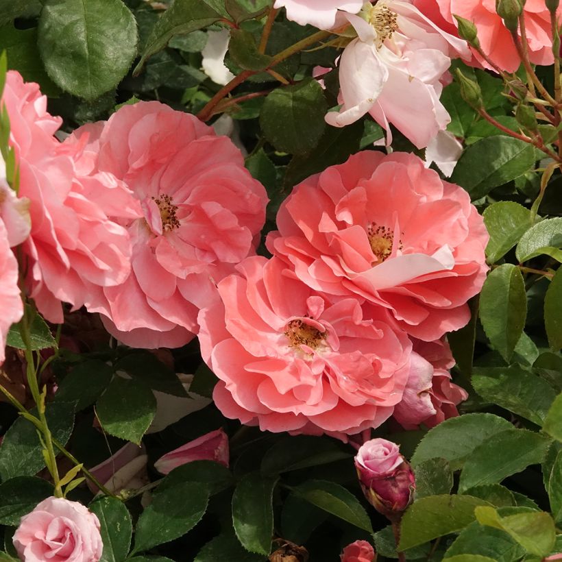 Rosal Favorite (Floración)