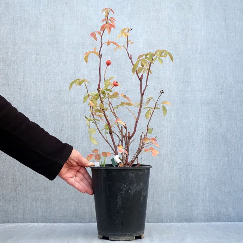 Ejemplar de Rosal Favorite Maceta 4L/5L entregado en otoño