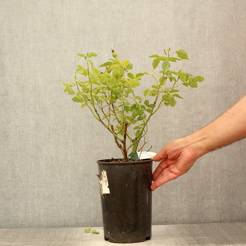 Ejemplar de Rosal Favorite Maceta 4L/5L entregado en verano