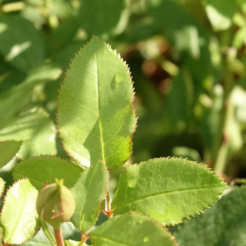 Rosal Fizzy Lady (Follaje)
