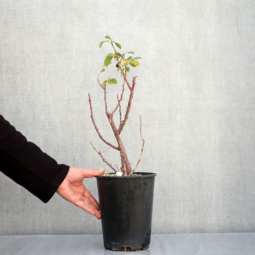 Ejemplar de Rosal Fizzy Lady Maceta 4L/5L entregado en otoño