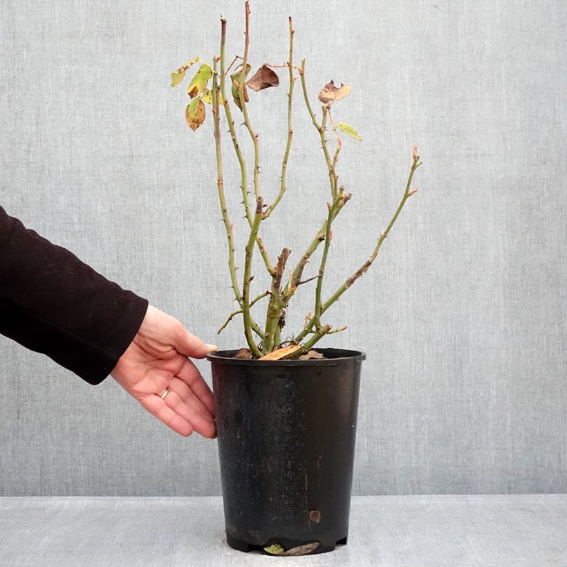 Rosal Flame Origami Maceta 4L/5L Ejemplar entregado en invierno