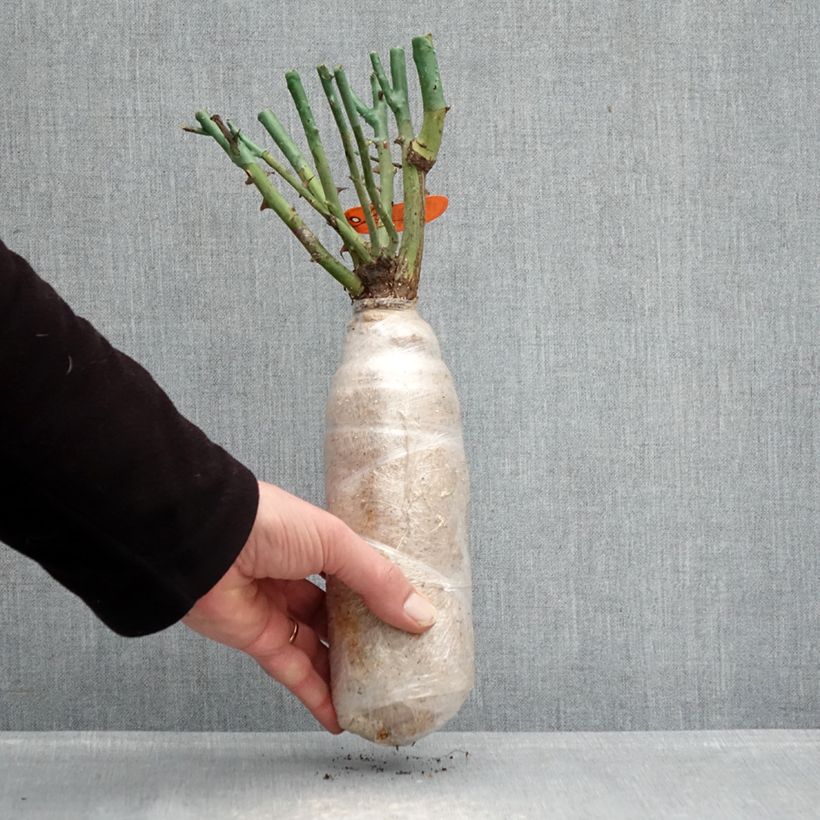 Rosal Flame Origami Raíz desnuda Ejemplar entregado en invierno