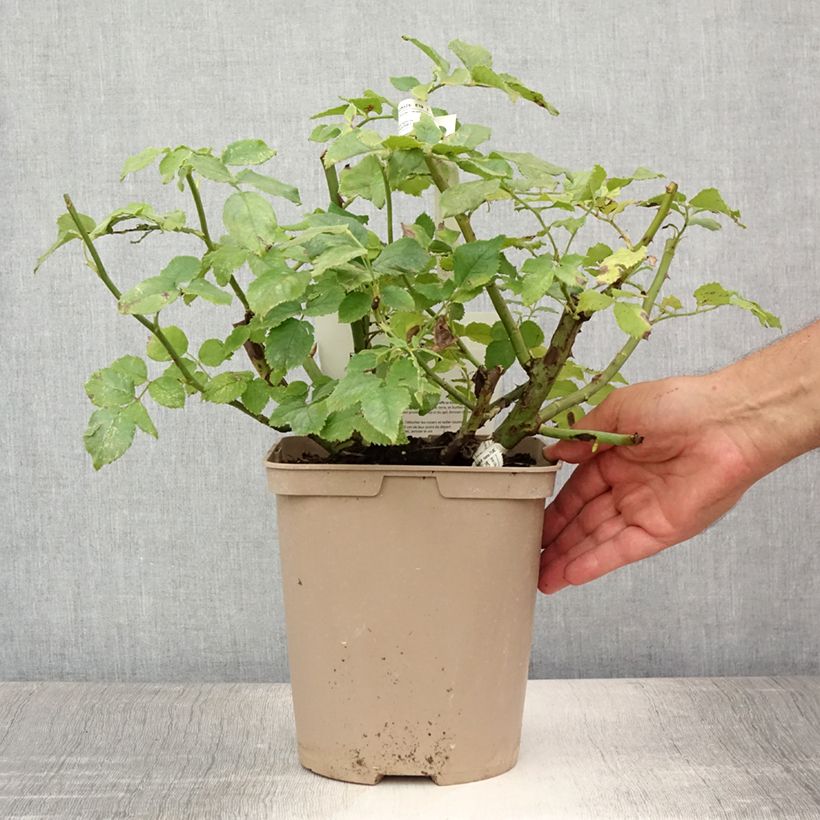 Ejemplar de Rosal Folle Courtisane Maceta 4L/5L entregado en verano