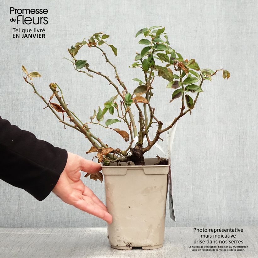 Rosal Folle Courtisane Maceta 4L/5L Ejemplar entregado en invierno
