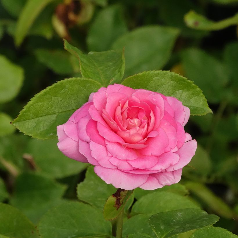 Rosal Folle Courtisane (Floración)