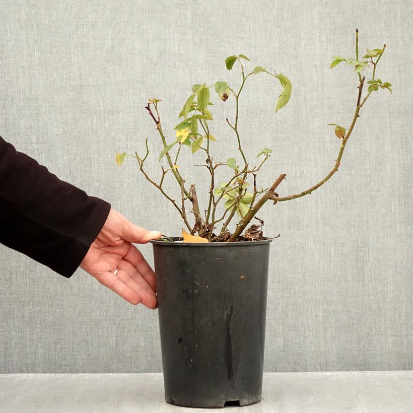 Ejemplar de Rosal Folle Framboise Maceta 4L/5L entregado en otoño