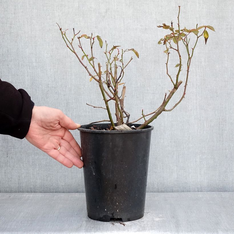 Rosal Folle Framboise Maceta 4L/5L Ejemplar entregado en invierno