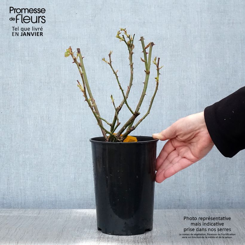 Rosal Friesia Maceta 2L/3L Ejemplar entregado en invierno