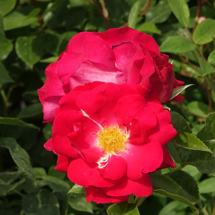 Rosal Garance (Floración)
