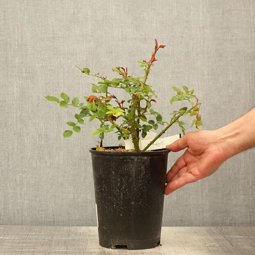Rosal Garance Maceta 4L/5L Ejemplar entregado en la primavera