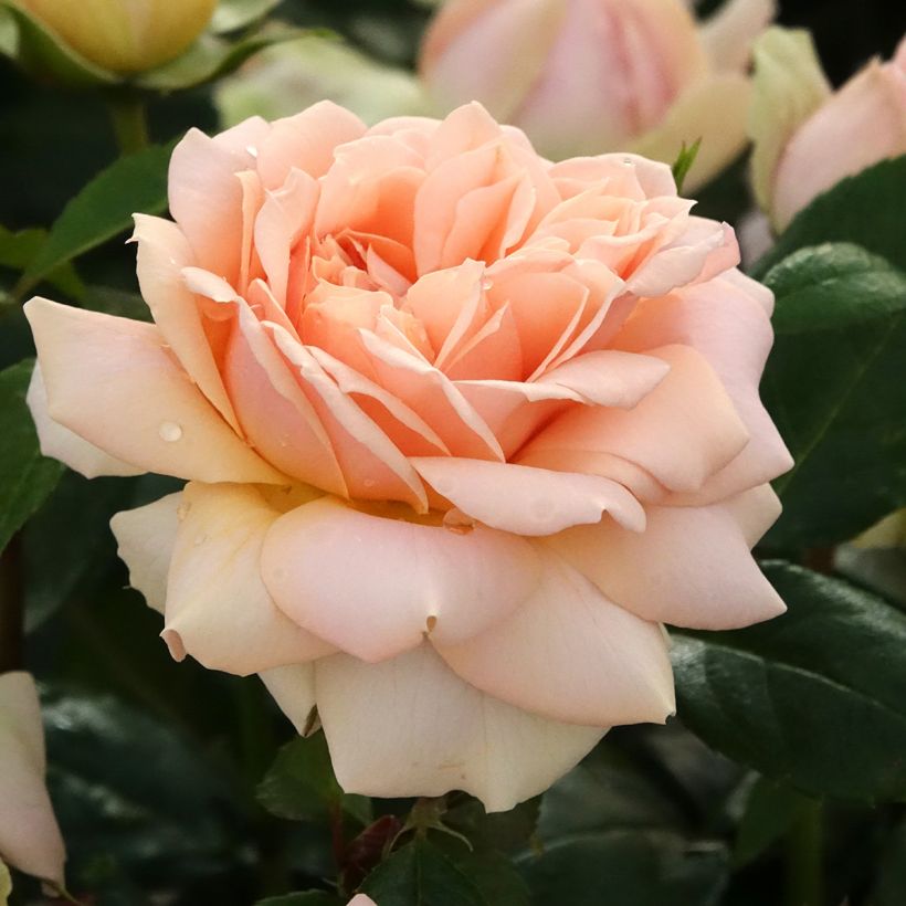 Rosal Garden of Roses (Floración)