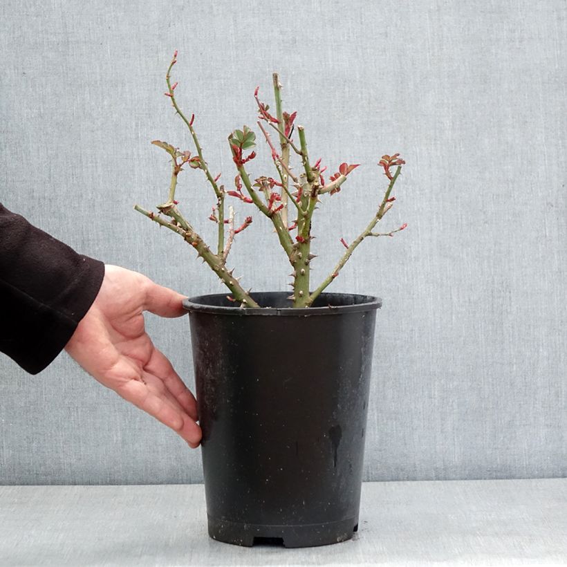 Rosal Hedge Charmers Maceta 4L/5L Ejemplar entregado en invierno