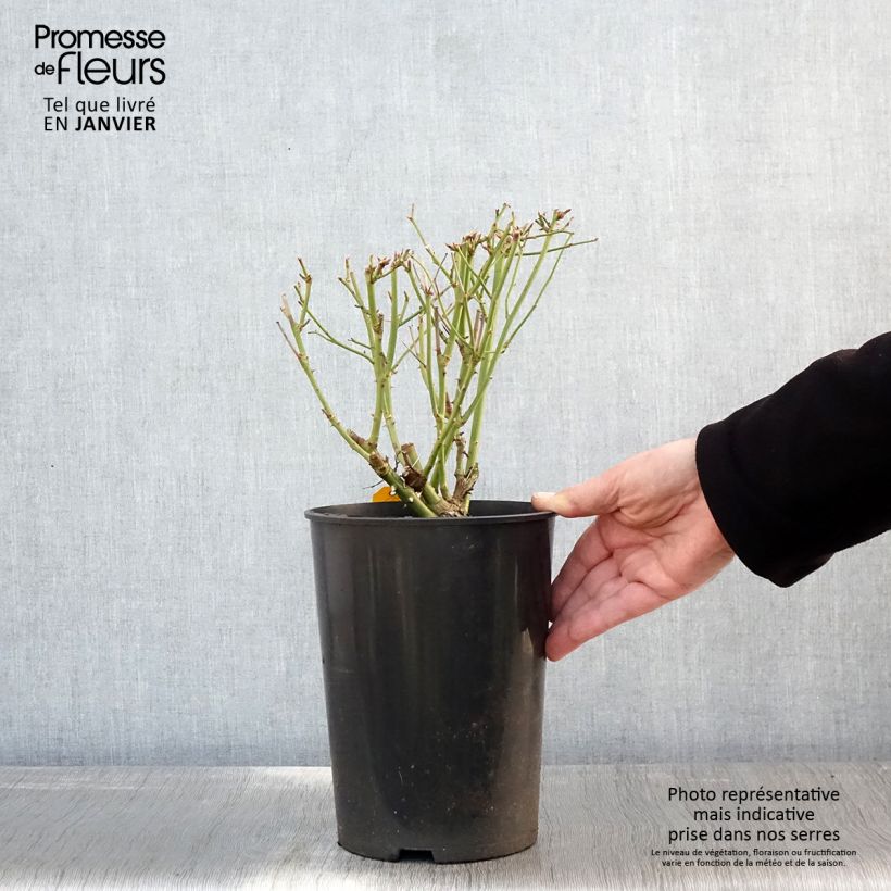 Rosal Paisajista Iceberg Maceta 4L/5L Ejemplar entregado en invierno