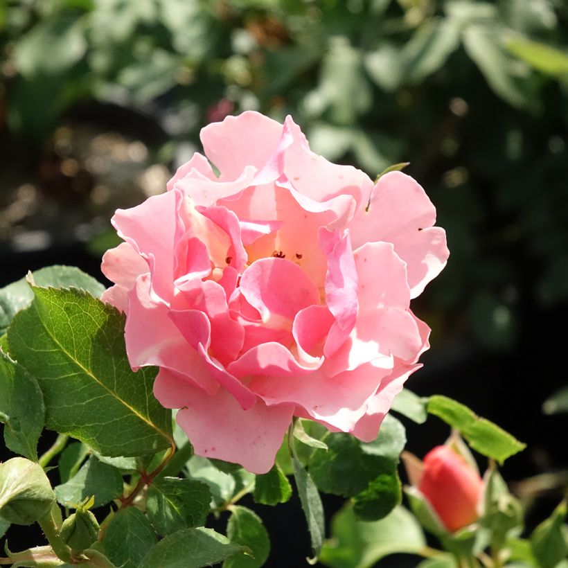 Rosal Jean Cocteau (Floración)