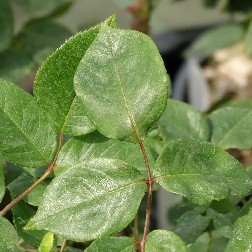 Rosal Julio Iglesias Meistemon (Follaje)