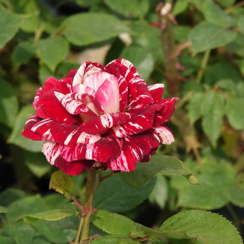 Rosal Julio Iglesias Meistemon (Floración)