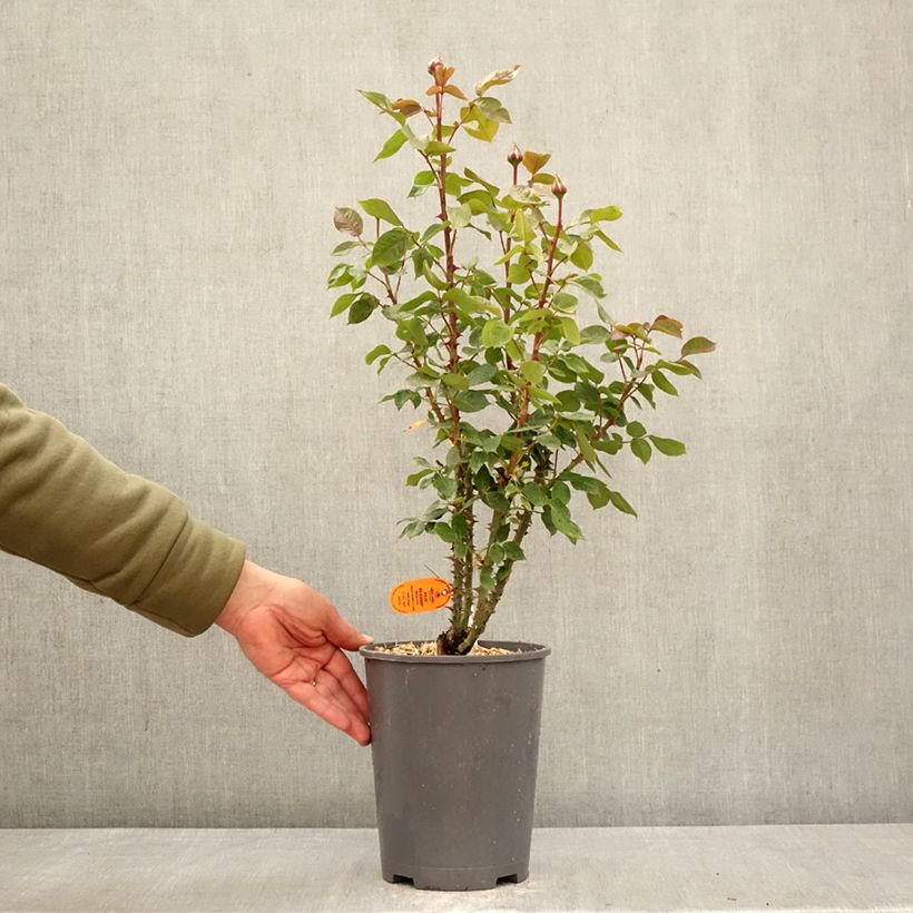 Rosal Julio Iglesias Meistemon Maceta 4L/5L Ejemplar entregado en la primavera