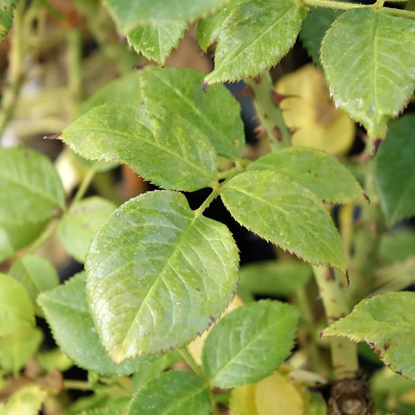 Rosal La Sauvagine Terre et Passion (Follaje)