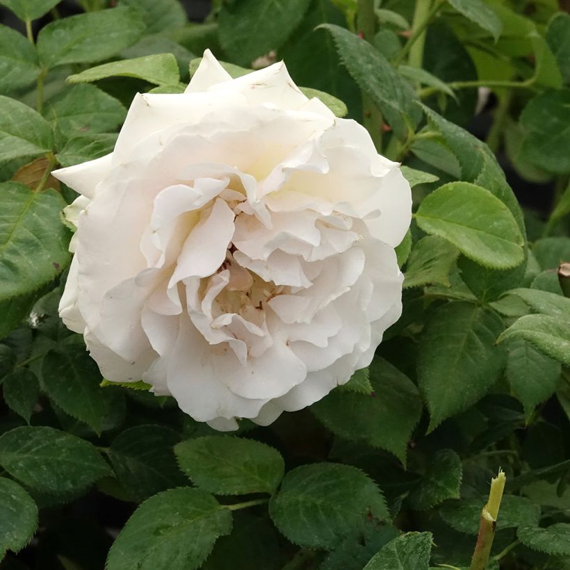 Rosal La Sauvagine Terre et Passion (Floración)