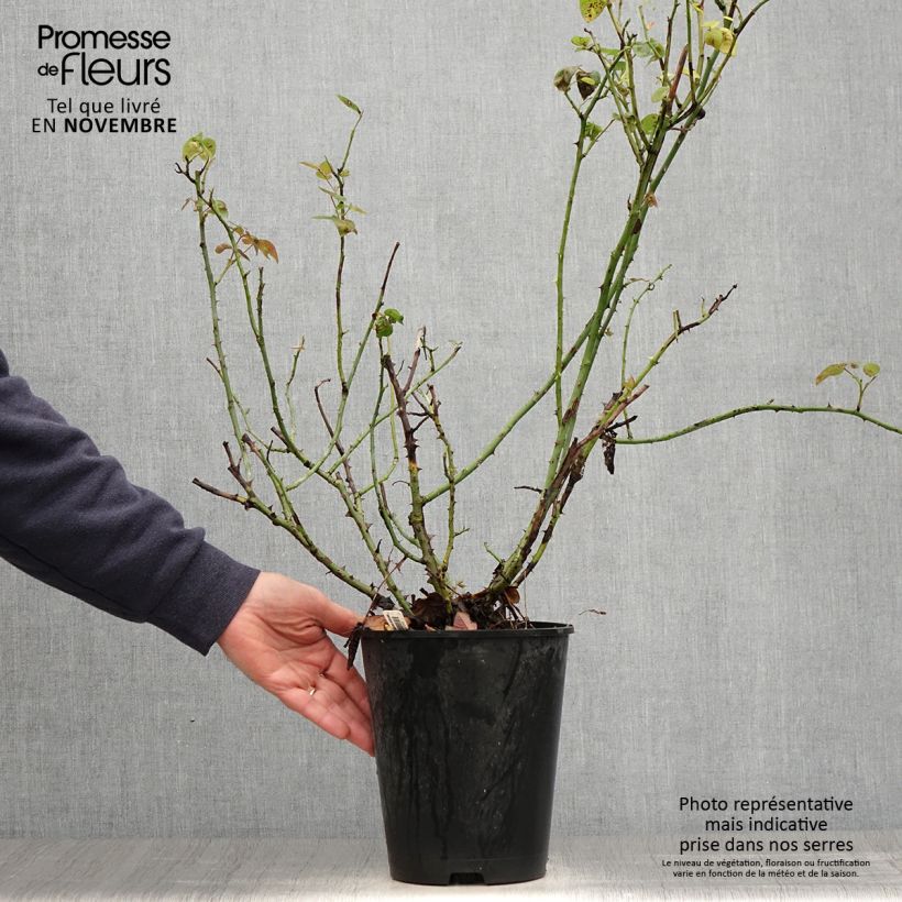 Ejemplar de Rosal La Sauvagine Terre et Passion Maceta 4L/5L entregado en otoño