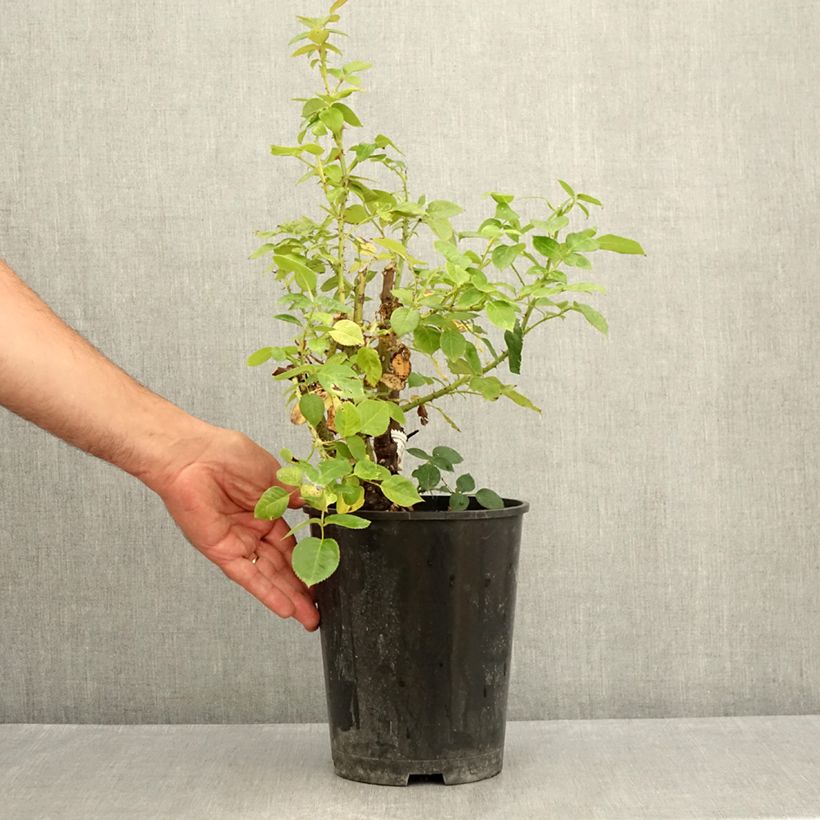 Ejemplar de Rosal La Sauvagine Terre et Passion Maceta 4L/5L entregado en verano
