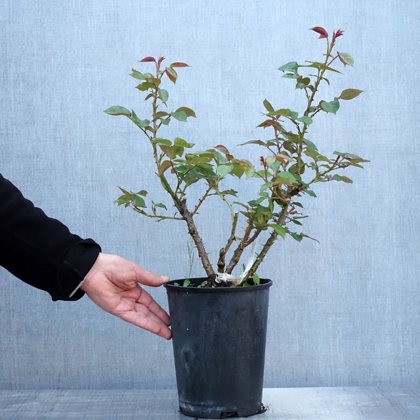 Rosal La Sauvagine Terre et Passion Maceta 4L/5L Ejemplar entregado en la primavera