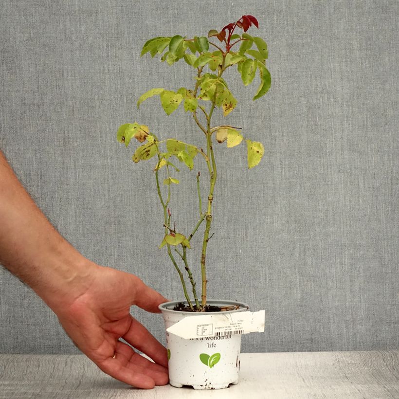 Ejemplar de Rosal La Sevillana Meigekanu Maceta de 10 cm/11 cm entregado en verano